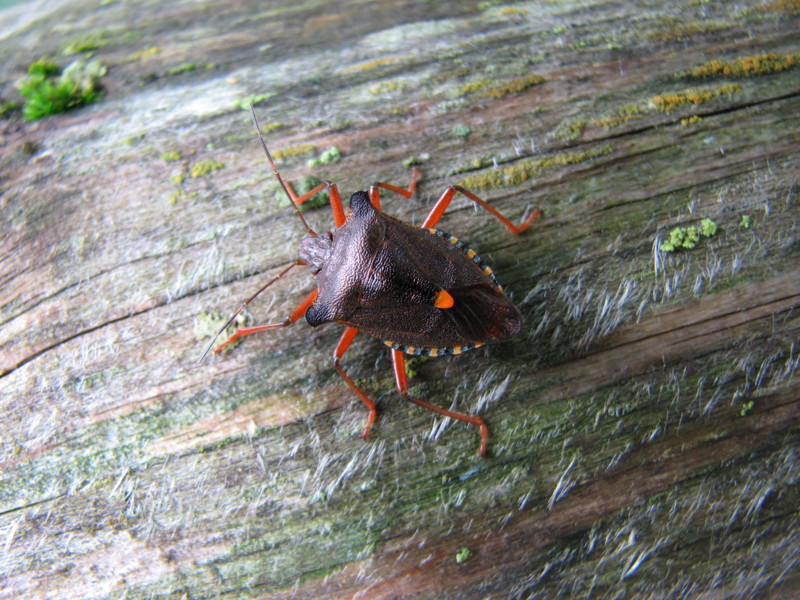 Pentatomidae: Pentatoma rufipes